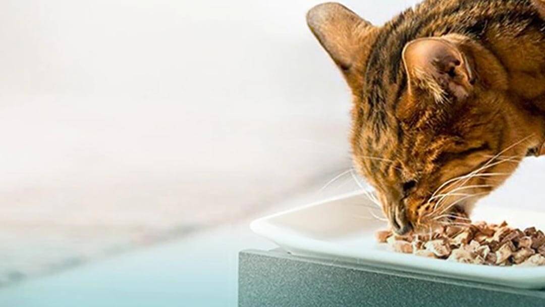 Digestion and Digestibility Purina New Zealand